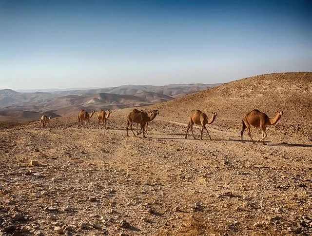 אקסטרים בישראל