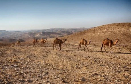אקסטרים בישראל